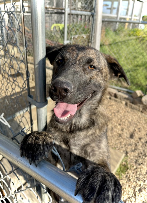 picture of the dog needing adoption