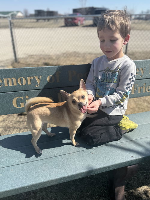 picture of the dog needing adoption