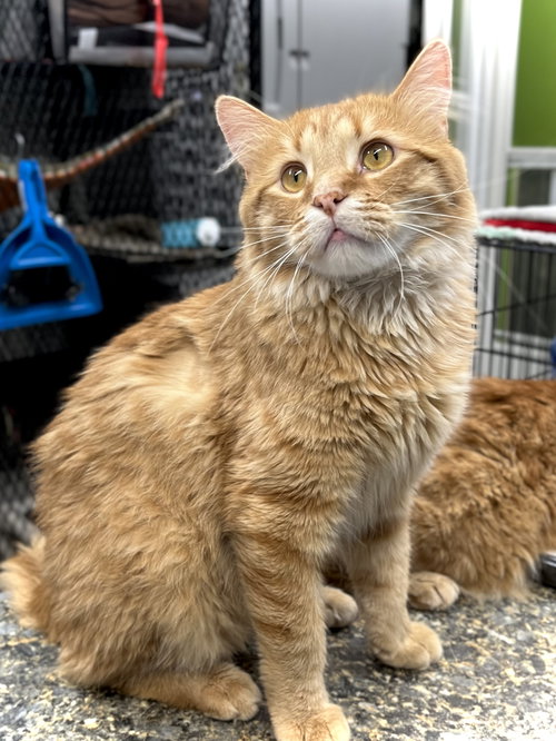 DUNDEE - Domestic Long Hair available for adoption