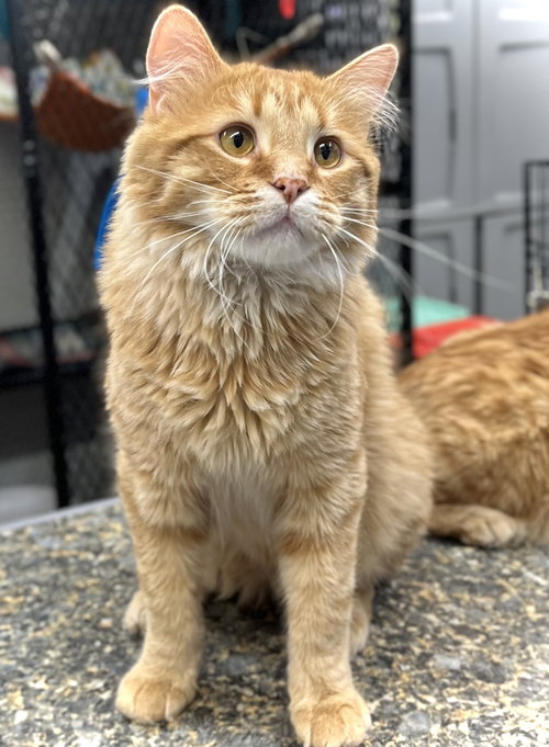 picture of the cat needing adoption