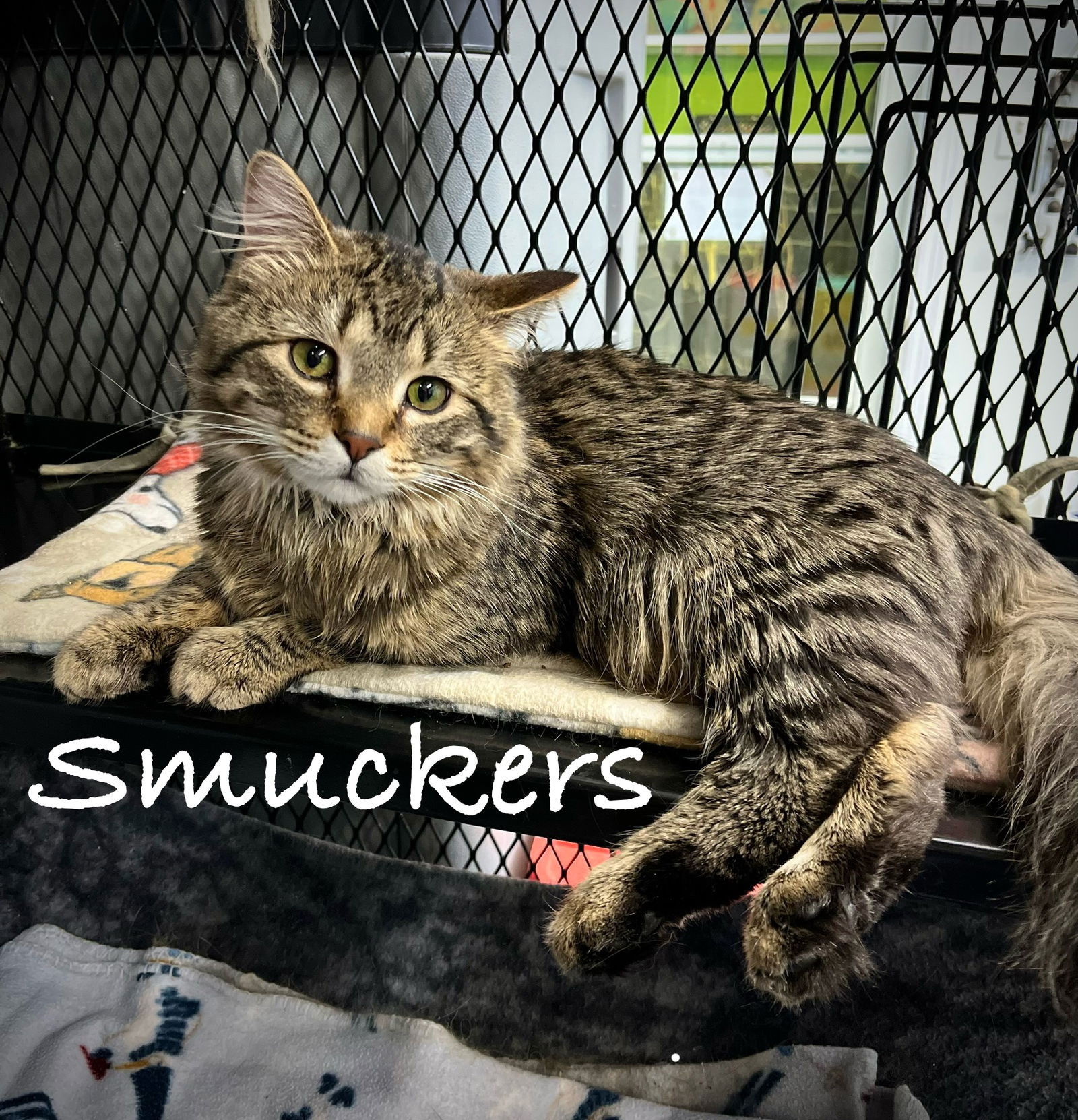adoptable Cat in Estherville, IA named Smuckers