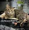 adoptable Cat in  named Smuckers