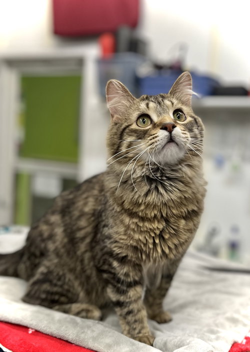 SMUCKERS - Domestic Long Hair available for adoption