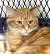 adoptable Cat in  named Valencia