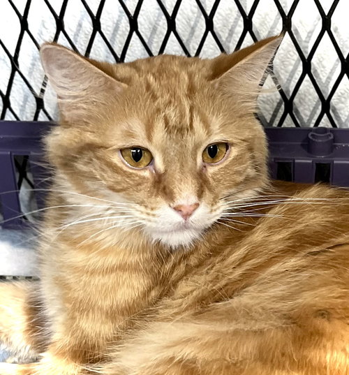 picture of the cat needing adoption