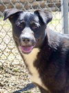 adoptable Dog in  named Maddie