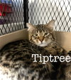 Tiptree - Photo 6