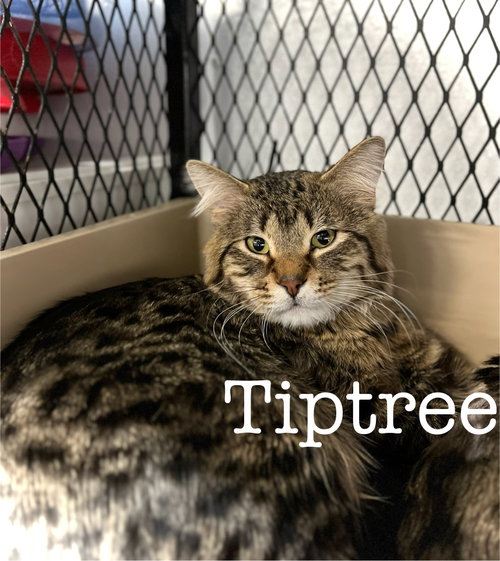 Photo 6 of Tiptree