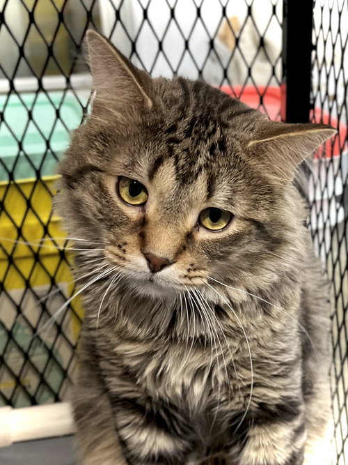 picture of the cat needing adoption