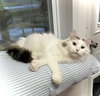 Mia - Photo 4