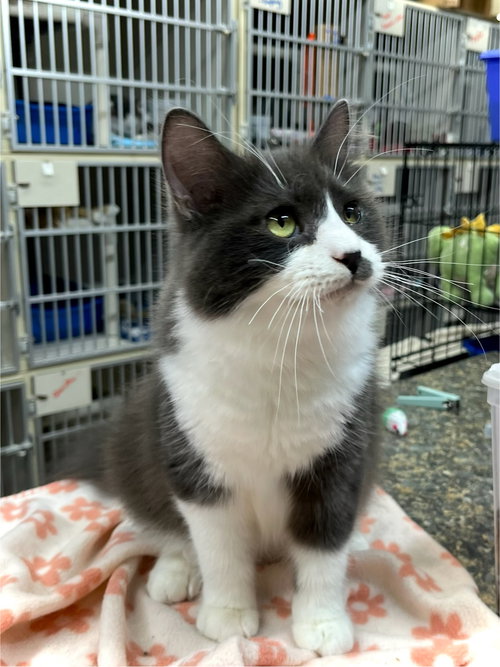 RYLO - Domestic Medium Hair available for adoption