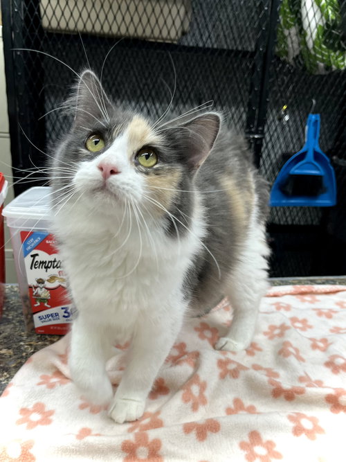RAVYN - Domestic Medium Hair available for adoption