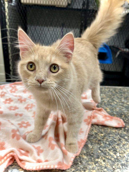RYLAN - Domestic Medium Hair available for adoption