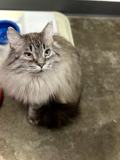 Tuna Melt, Adult Siamese / Domestic Long Hair (short coat), cat for adoption in Estherville, Iowa