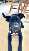 adoptable Dog in  named Roscoe (Noodle)