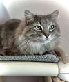 adoptable Cat in estherville, IA named Sasha