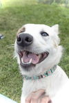 adoptable Dog in , IA named Aria