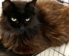 adoptable Cat in , IA named Arabella
