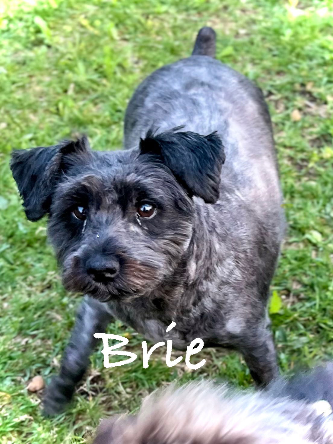 adoptable Dog in Estherville, IA named Brie