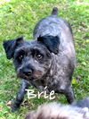 adoptable Dog in  named Brie