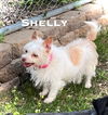 adoptable Dog in  named Shelly