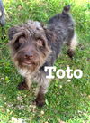 adoptable Dog in  named Toto