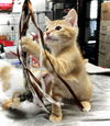 adoptable Cat in estherville, IA named Tchotchke