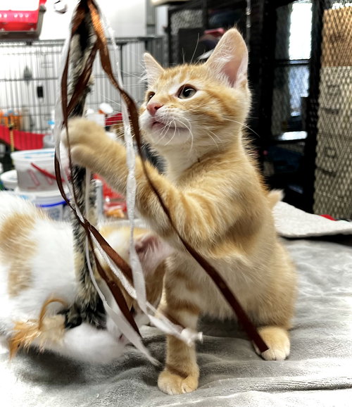 picture of the cat needing adoption
