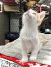 adoptable Cat in estherville, IA named Knickknack