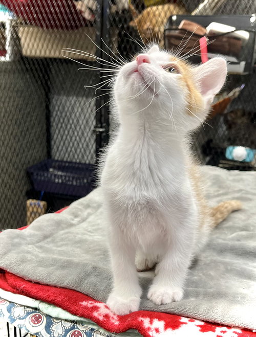 picture of the cat needing adoption