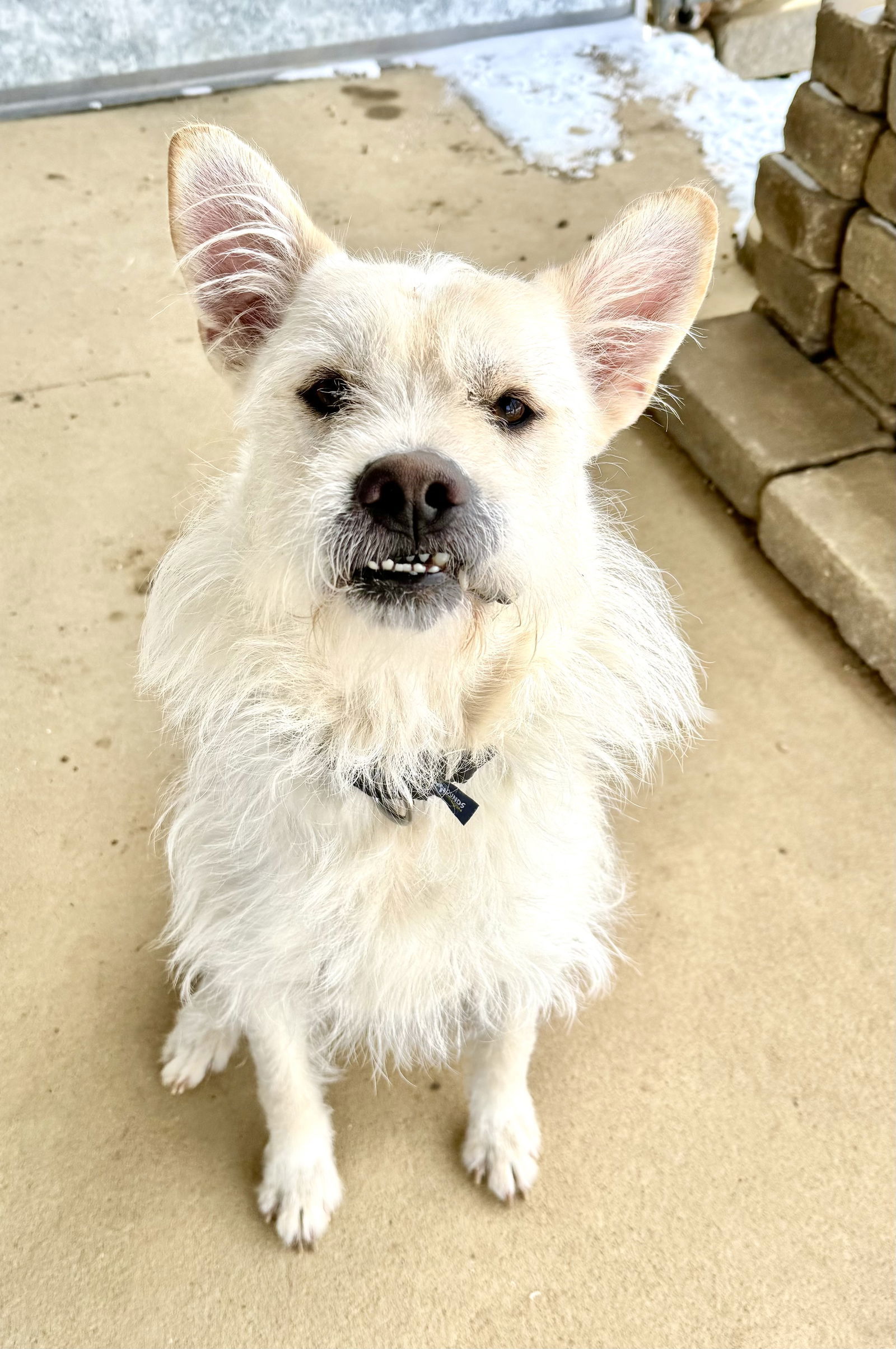 adoptable Dog in Estherville, IA named Eli