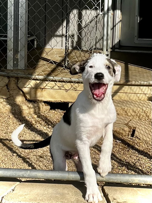 picture of the dog needing adoption