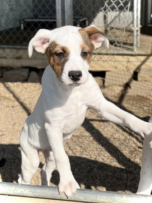 picture of the dog needing adoption
