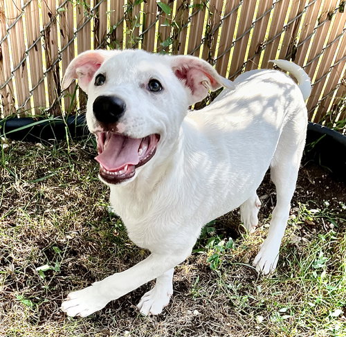picture of the dog needing adoption
