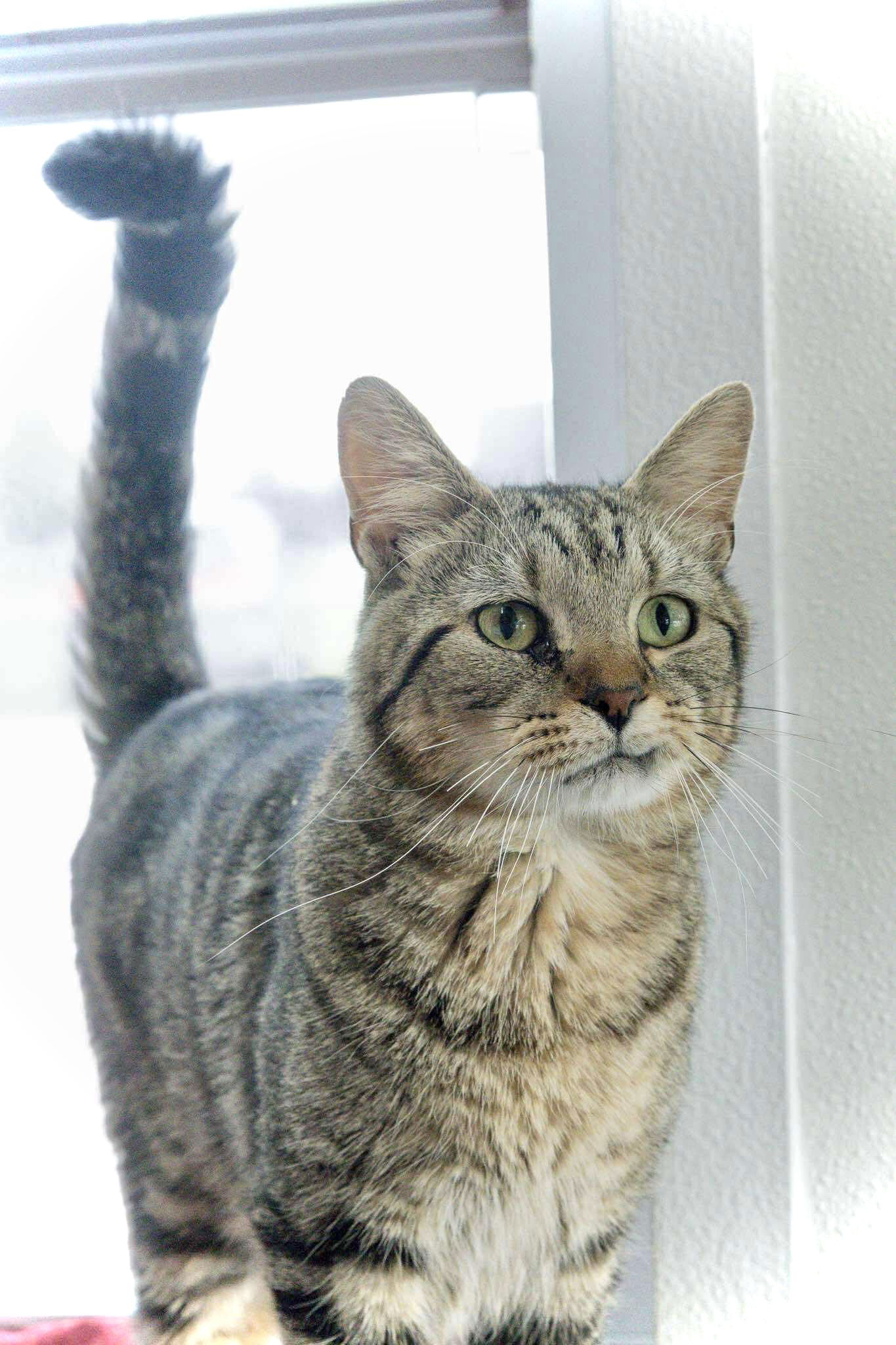 adoptable Cat in Estherville, IA named Twizzler