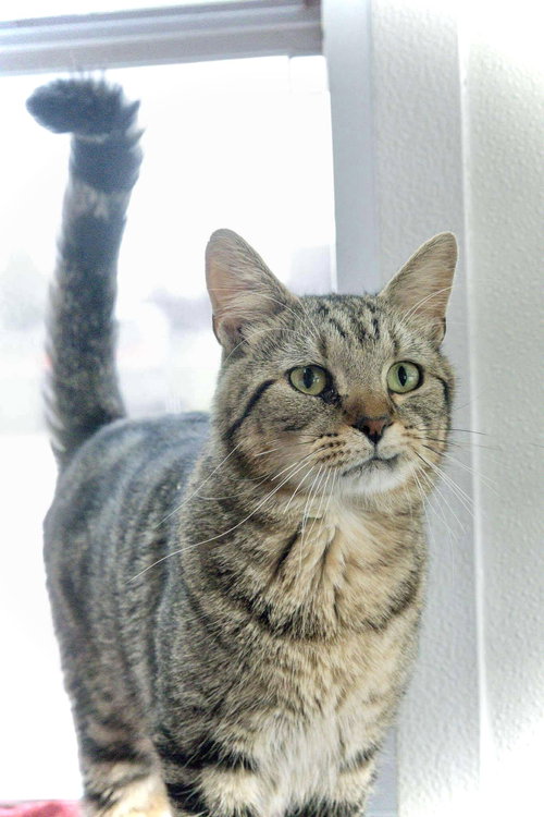TWIZZLER - Domestic Short Hair available for adoption