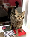 Twizzler - Photo 4