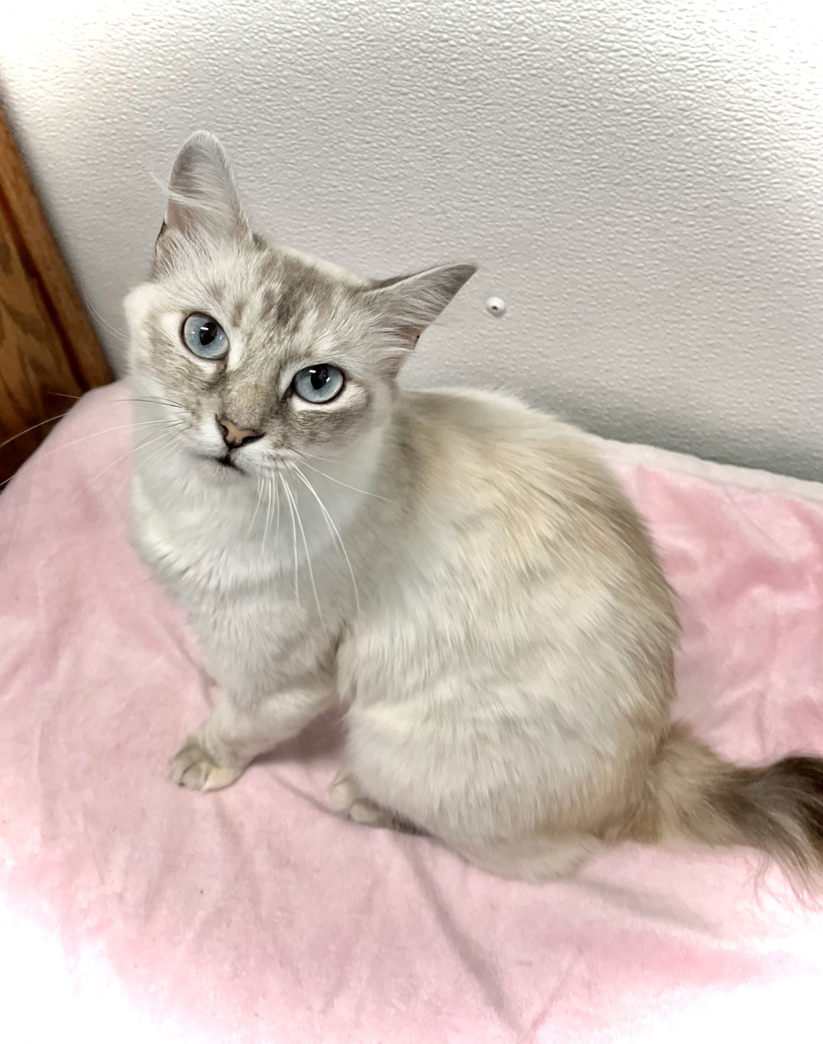 adoptable Cat in Estherville, IA named Edda