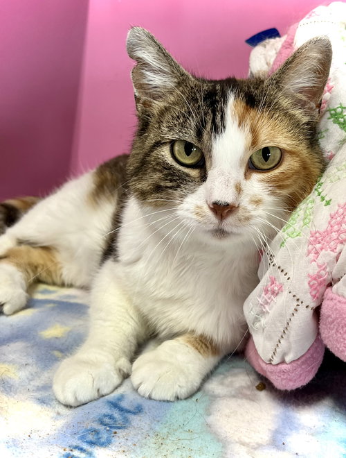 picture of the cat needing adoption