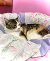 Blanche - Photo 4