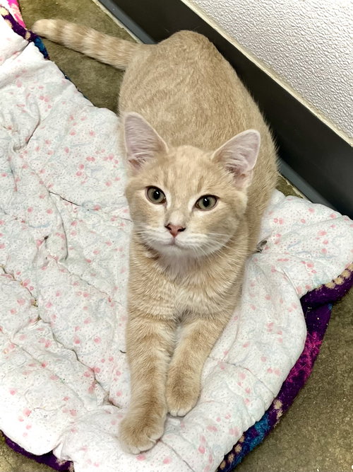 picture of the cat needing adoption