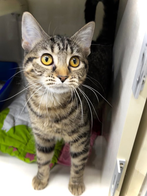BETTY - Domestic Short Hair available for adoption