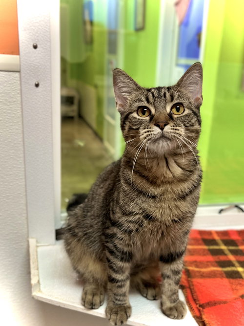BETTY - Domestic Short Hair available for adoption
