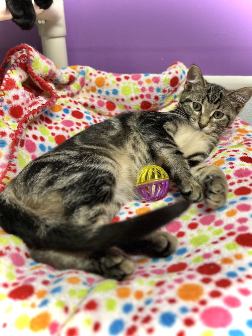 picture of the cat needing adoption