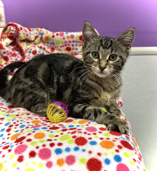 DOTY - Domestic Short Hair available for adoption