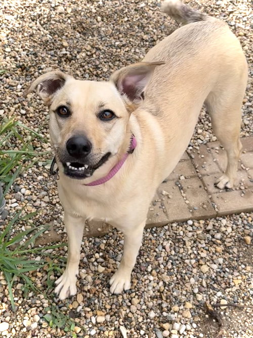 HONEY - Australian Cattle Dog/Blue Heeler / Chihuahua available for adoption