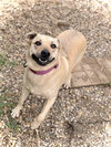 Honey - Photo 3