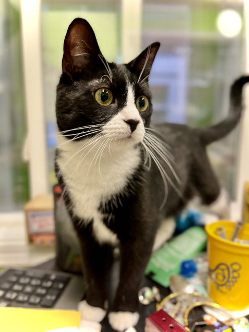 Janice, an adoptable Domestic Short Hair in Estherville, IA