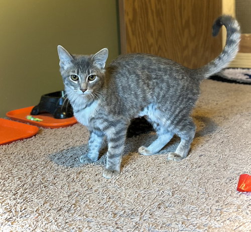 LITA - Domestic Short Hair available for adoption