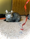 Ozzy - Photo 2